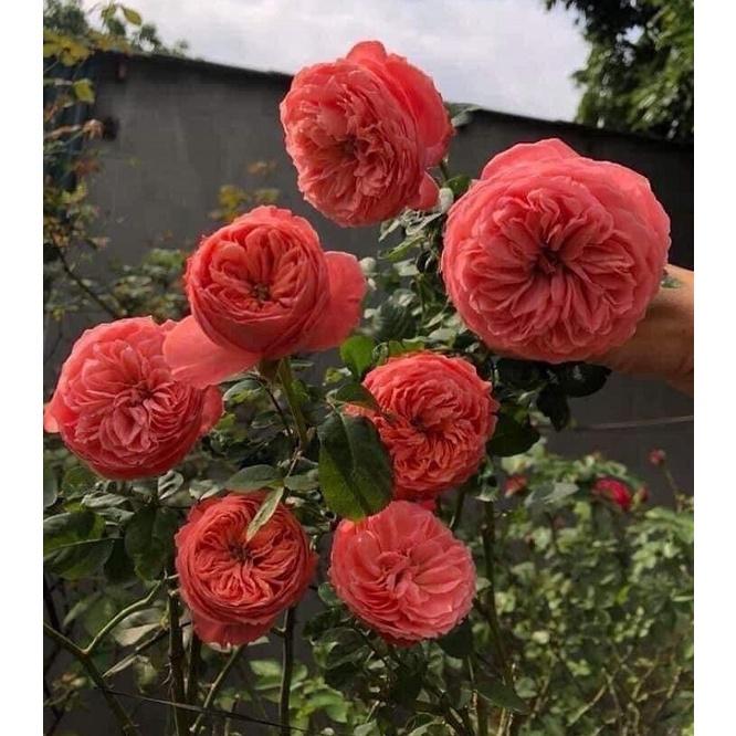 Hoa hồng ngoại Flamingo Rose - cây giống rễ trần