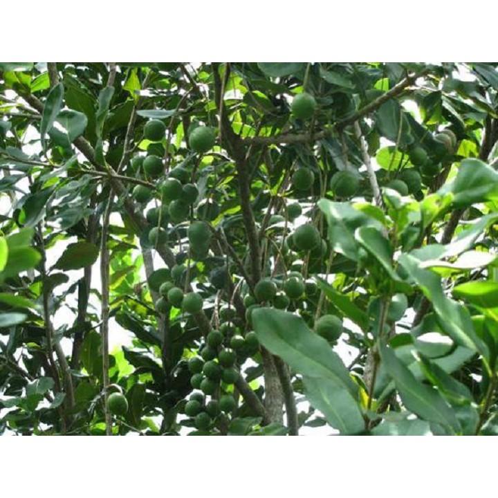 Cây macca hàng gieo hạt