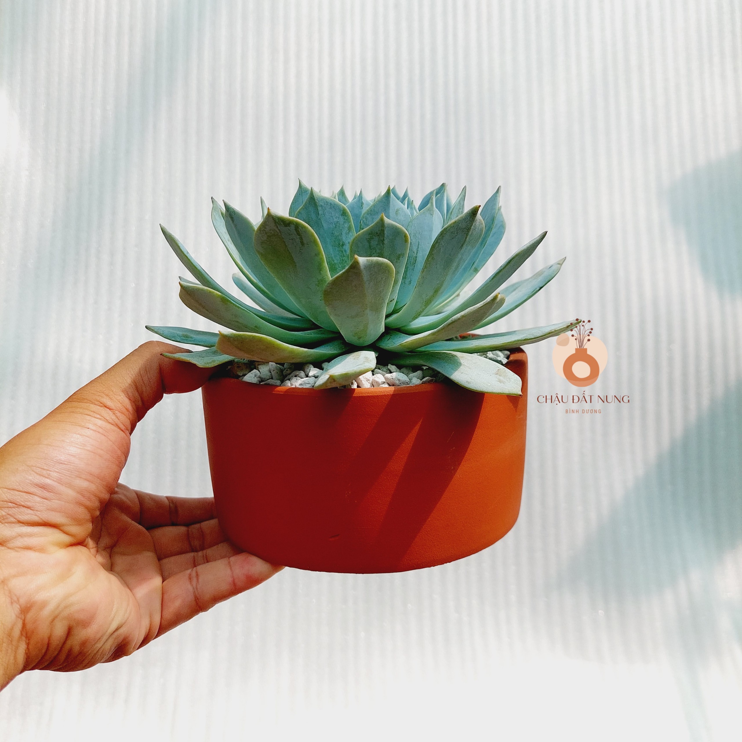 Chậu đất nung Bình Dương - Trụ 147, miệng chậu 14cm, chiều cao 7cm