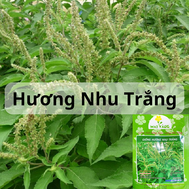 Hạt Giống Hương Nhu Trắng - Hương Nhu 4 Mùa - Gói 1Gr