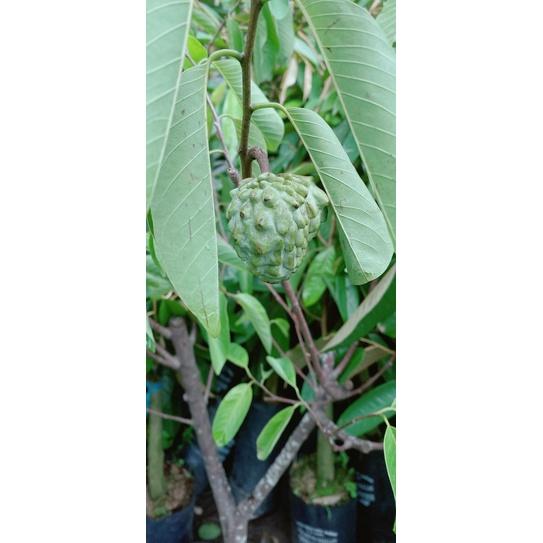 Mãng Cầu Na Dứa