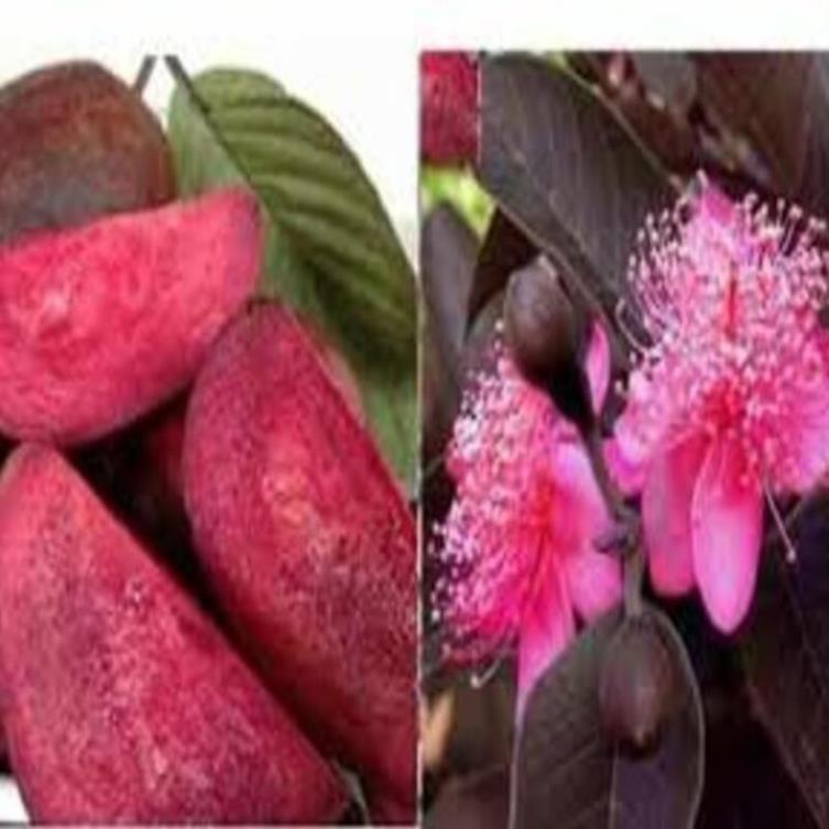 Bán cây giống ổi tím giống ổi mới lạ mắt