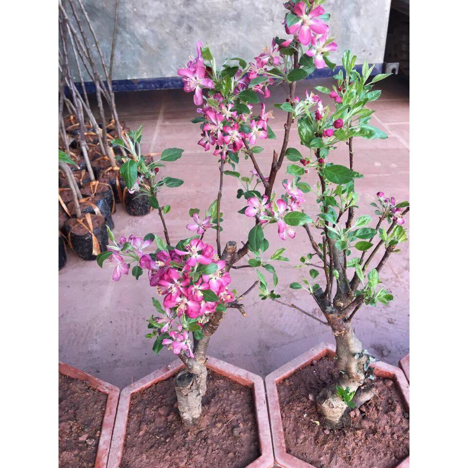 Hạt giống Cây Táo Đỏ Lùn