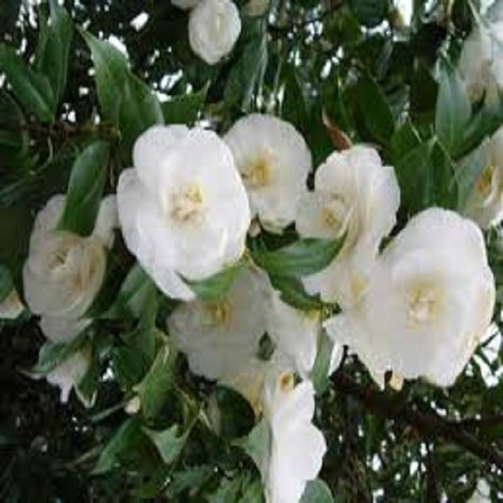 HOA HẢI ĐƯỜNG TRẮNG THƠM - CÂY GIỐNG CHOAI