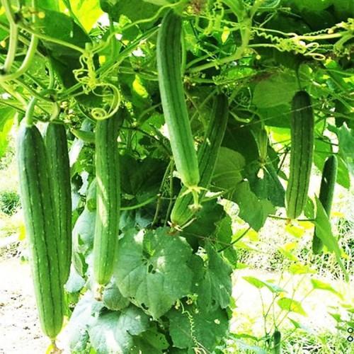 1Gr Hạt Giống Mướp Hương