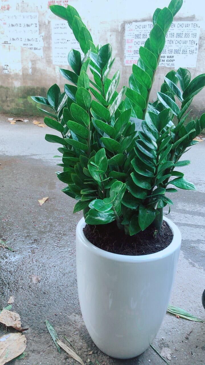 Chậu Kim Phát Tài chỉ giao tại hcm