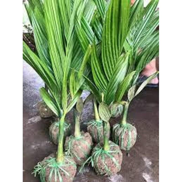 Cây giống CAU TỨ QUÝ - Cho Quả Quanh năm- Giống chuẩn F1