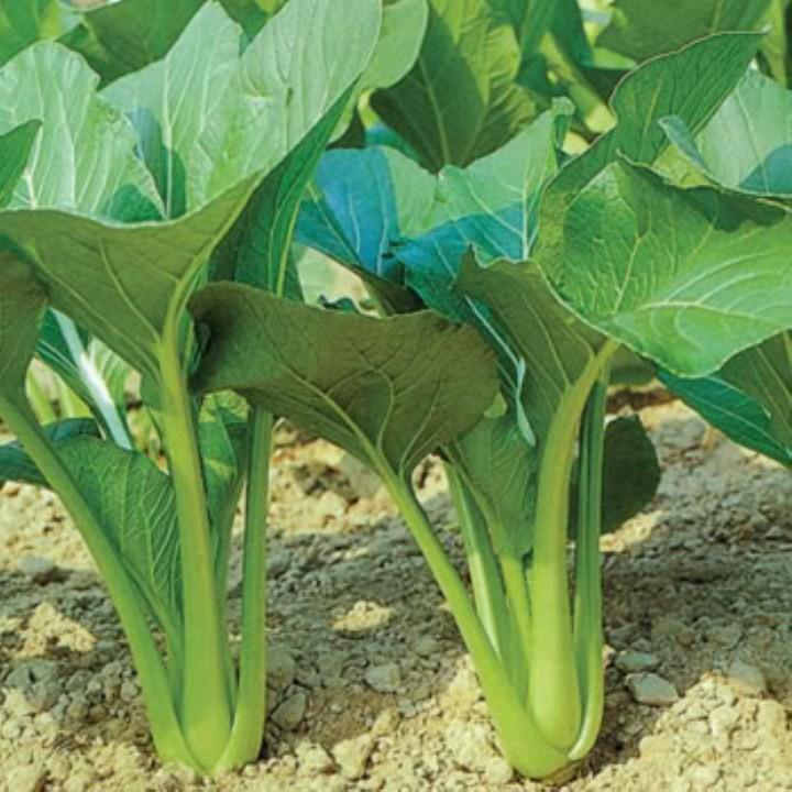 Gói 20 gr giống rau cải ngọt