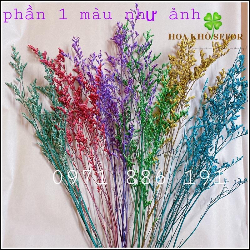 Hoa Sao đuôi công khô (Cỏ tình nhân) màu tự nhiên cực đẹp