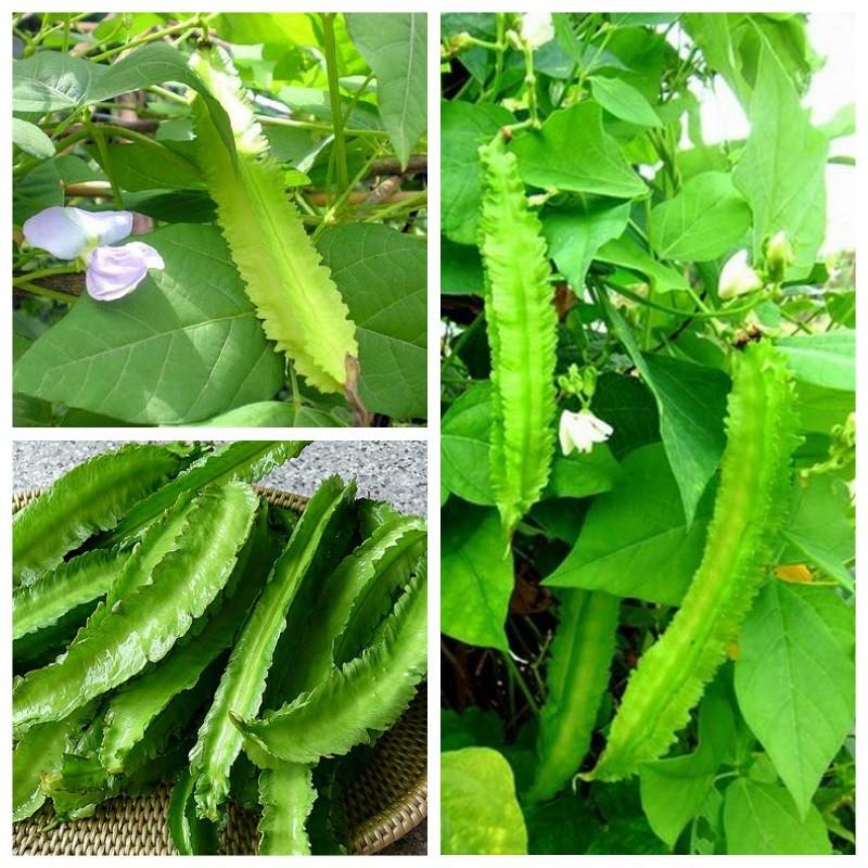 COMBO 5 gói hạt giống đậu rồng
