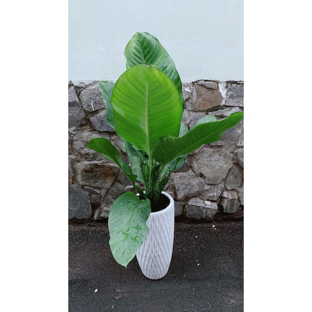 Chậu Cây Đại Phú Gia