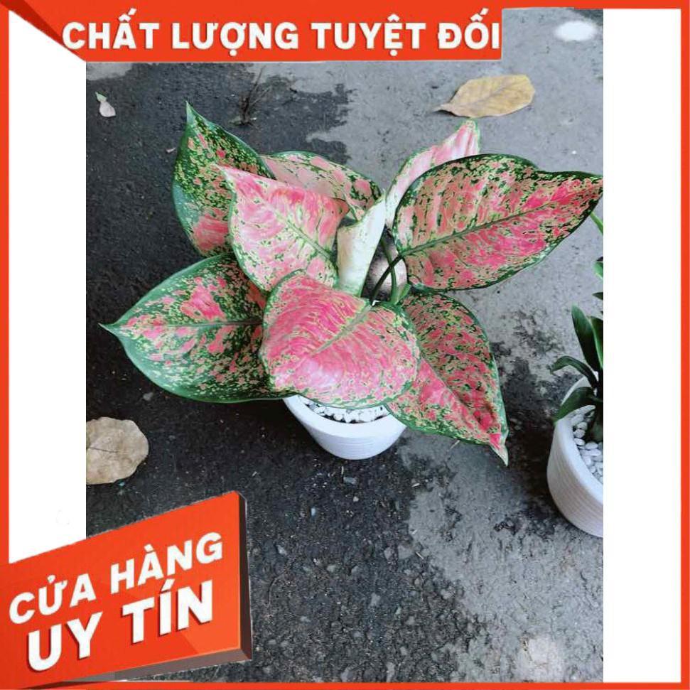 Chậu Vạn Lộc Nhiều Người Mua