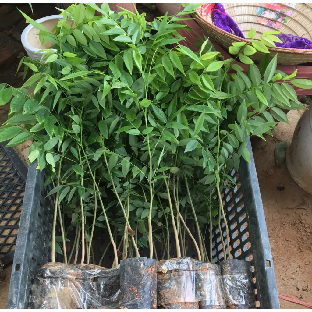 CÂY GIỐNG GỖ XƯA ĐỎ