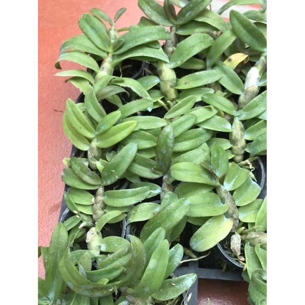 Trầm siêu tím cây giống