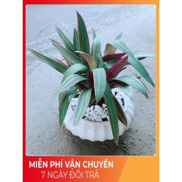 Chậu Cây Bảy Sắc Cầu Vòng