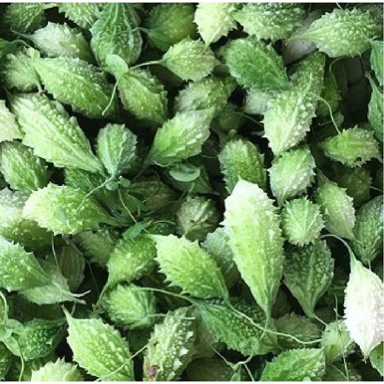 Combo 2 gói Hạt giống trái khổ qua rừng-Gói 5 hạt/tặng kèm gói phân bón lót