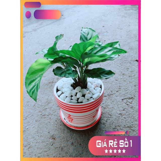 Chậu Đuôi Công Xanh