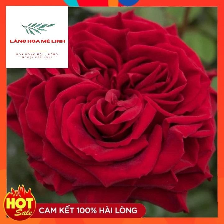 Hoa hồng TREE THÂN GỖ - Form to đỏ rực, lâu tàn bền hoa.