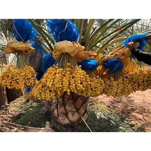 Cây Chà Là Barhee