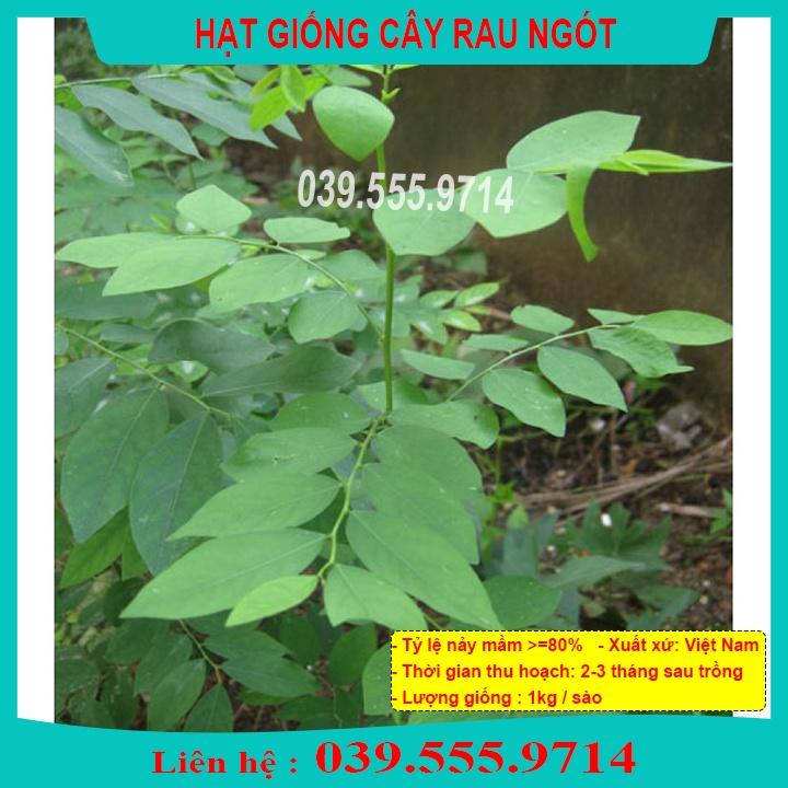 Hạt Giống Rau Ngót Xanh - Rau Trồng Chậu Hoặc Thùng Xốp Tại Nhà