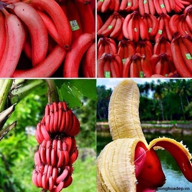 Cây chuối đỏ dacca nuôi cấy mô