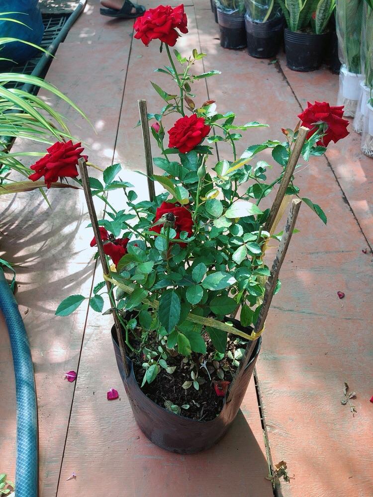 Bụi Hoa Hồng Siêu Nụ