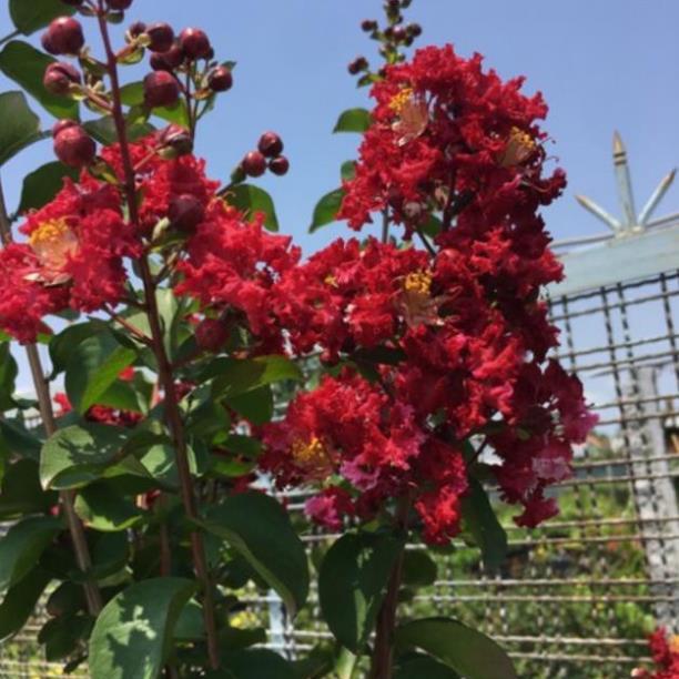 Cây hoa tường Vy màu đỏ đô