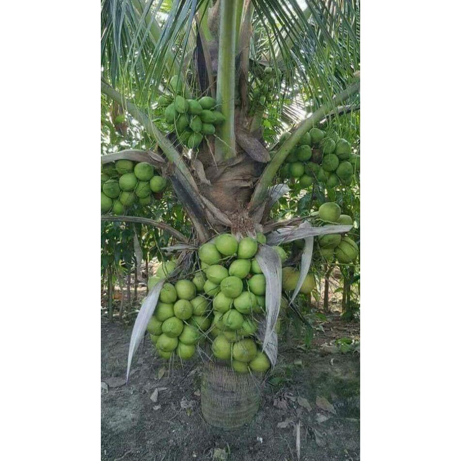 Giống dừa xiêm lùn siêu trái