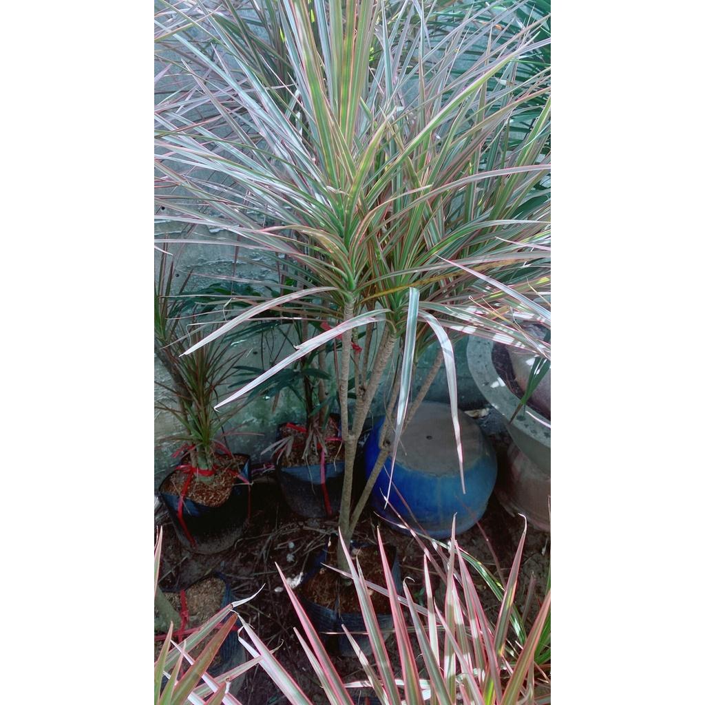 Cây Huyết Kiếm Hàng Lớn