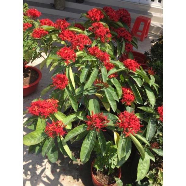 Hoa mẫu đơn mỹ màu đỏ rực
