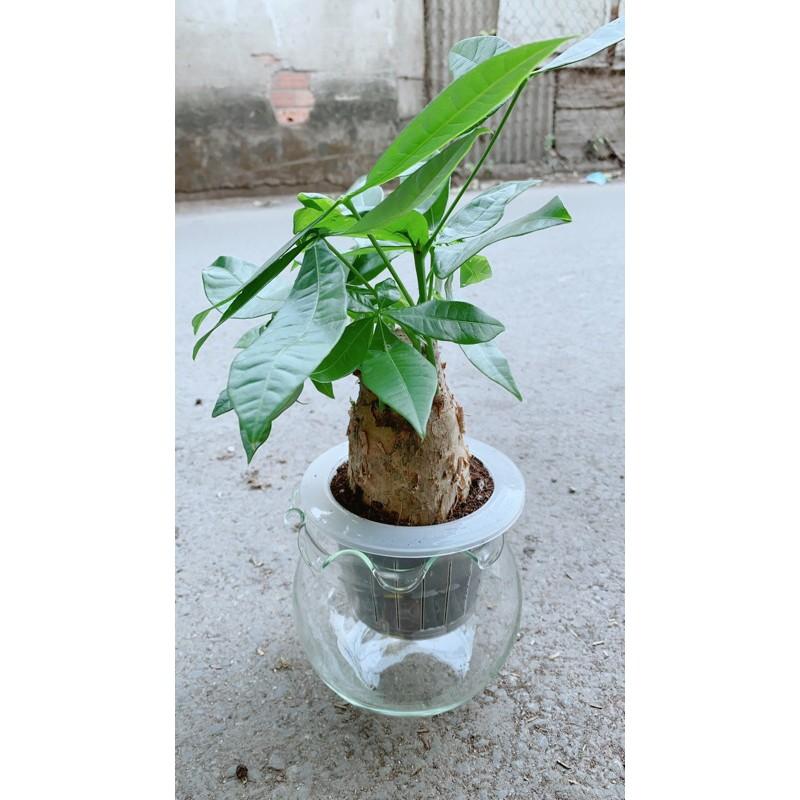 Chậu Kim Ngân Trồng Thuỷ Sinh