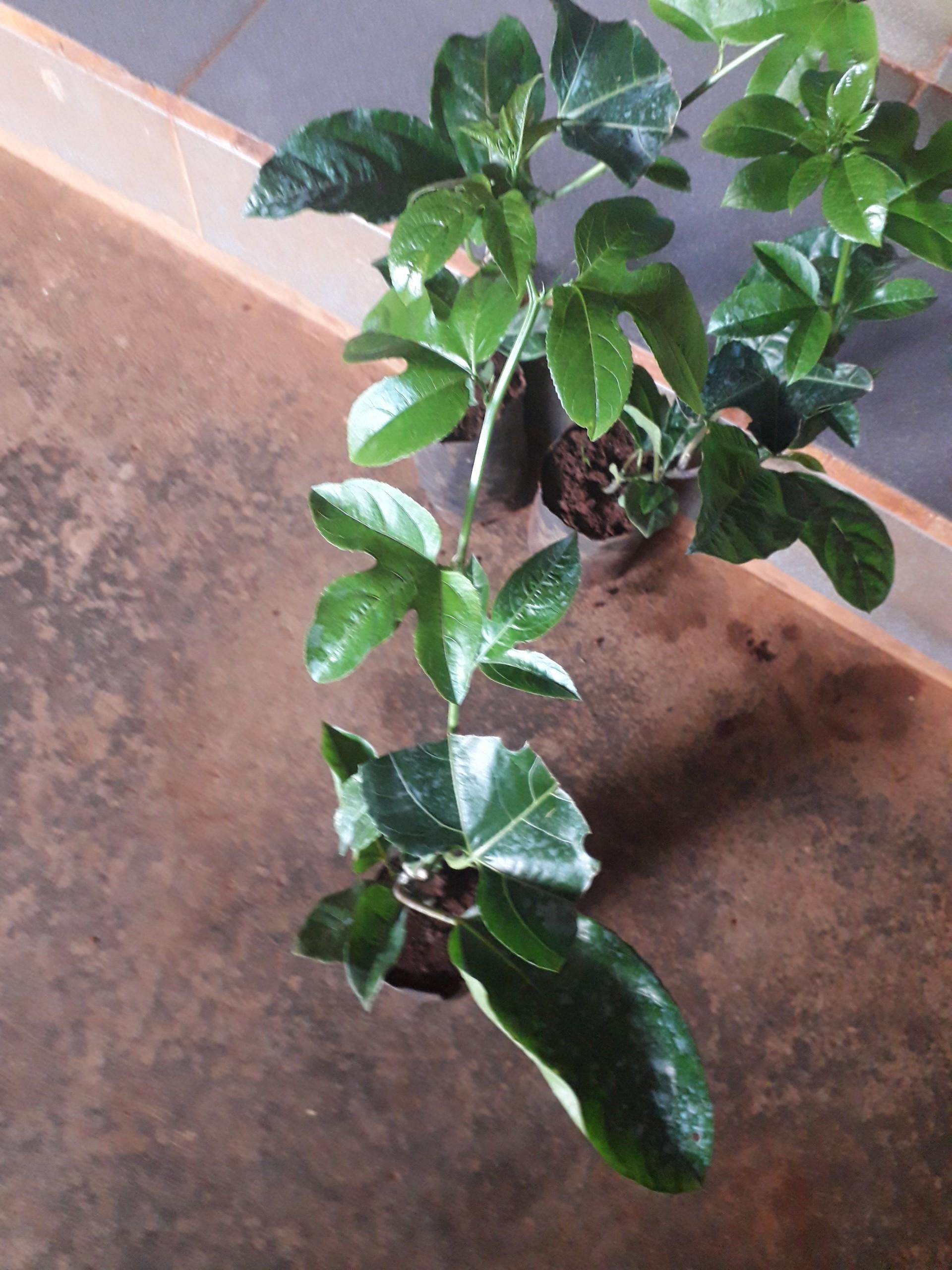 CÂY giống Chanh Leo tím