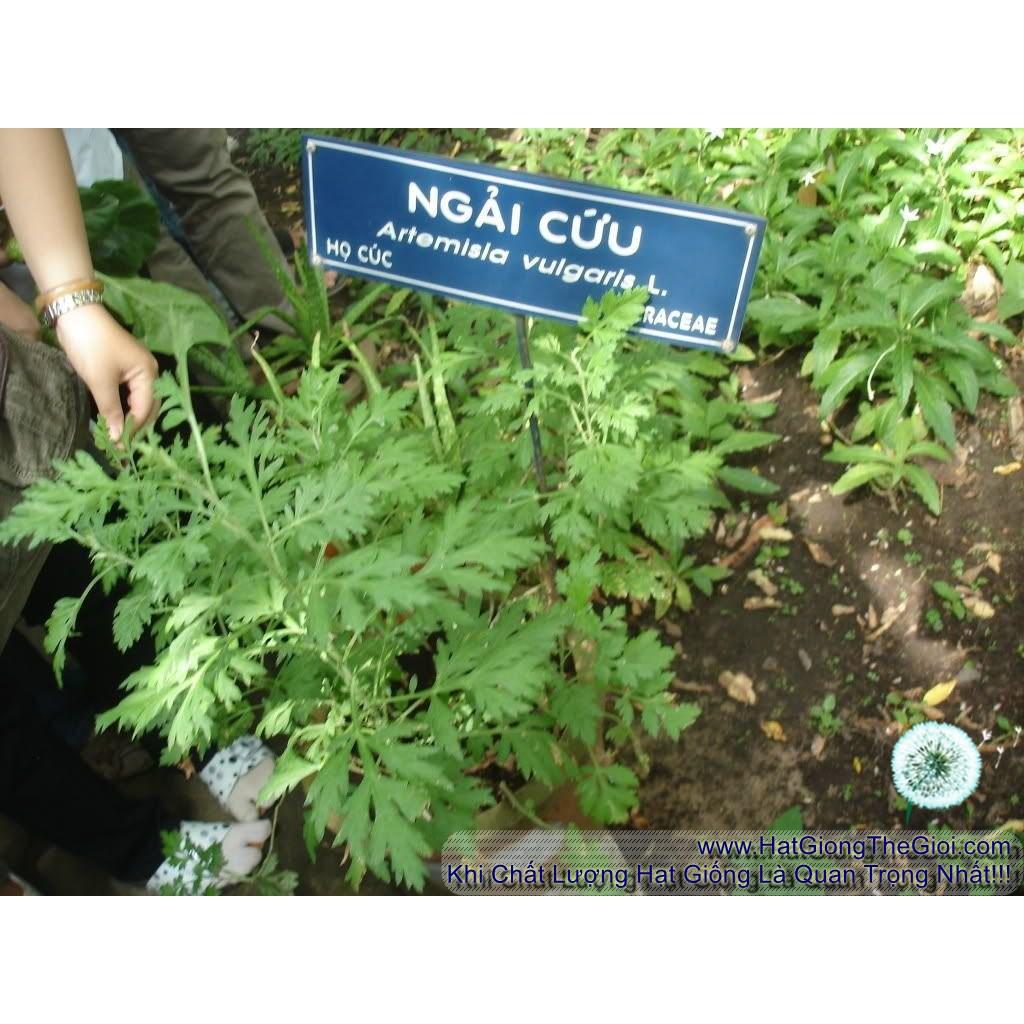 50h Hạt Giống Ngải Cứu Mugwort (B3.203| A4*W50)