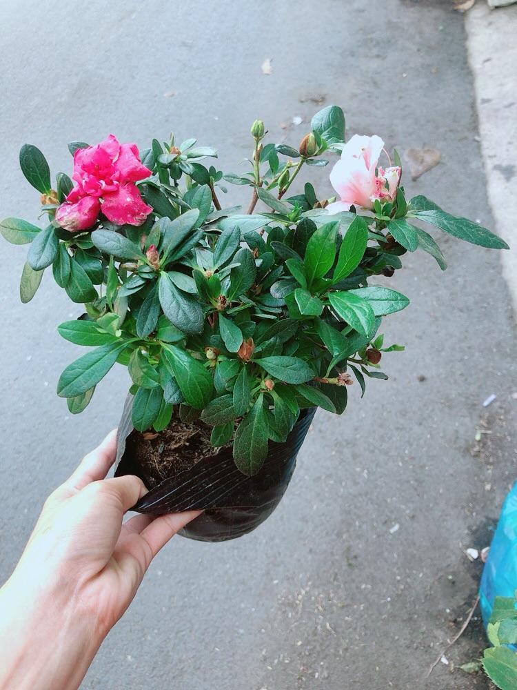 Đỗ Quyên 2 Màu Hoa