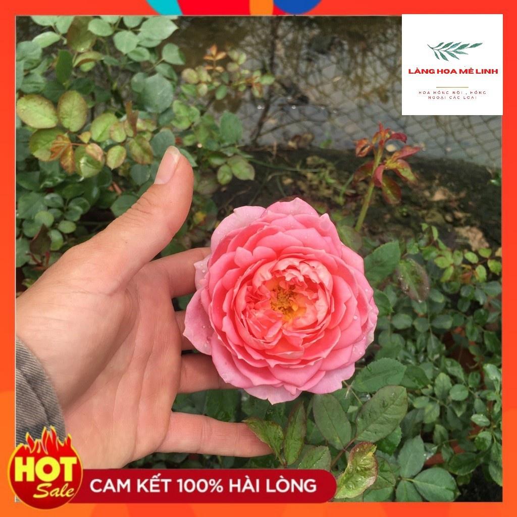 Hoa hồng ngoại Jubilee Celebration rose – Bông lớn – Hương thơm đậm – Lặp tốt