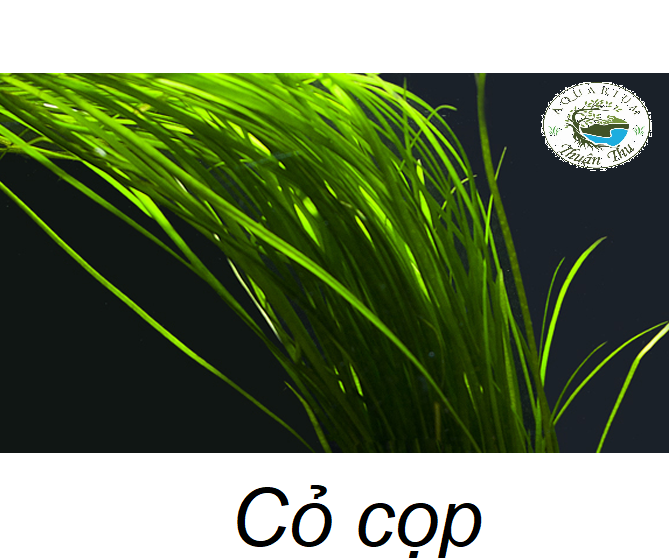 Cây Cỏ Cọp_Cây thủy sinh hậu cảnh dễ trồng cho bể cá cảnh