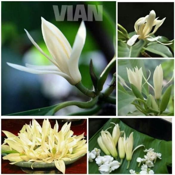 Giống ngọc lan