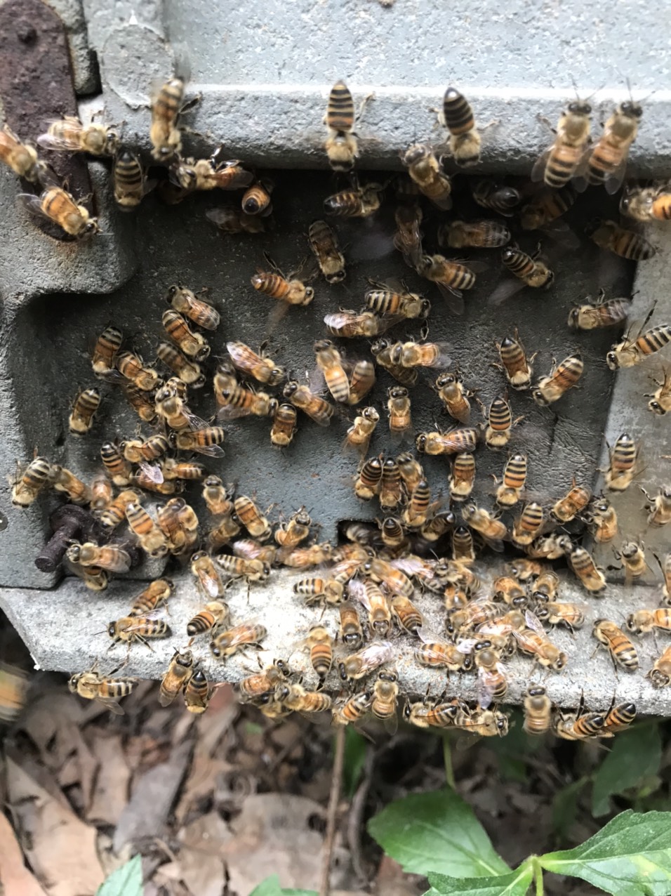 Combo 3 chai mật ong chín HONIMORE Hoa Cao nguyên 630g - TẶNG 3 hũ mật ong nguyên chất 360g