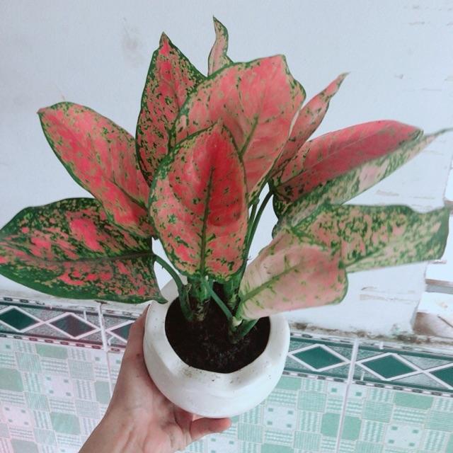 Chậu Vạn Lộc