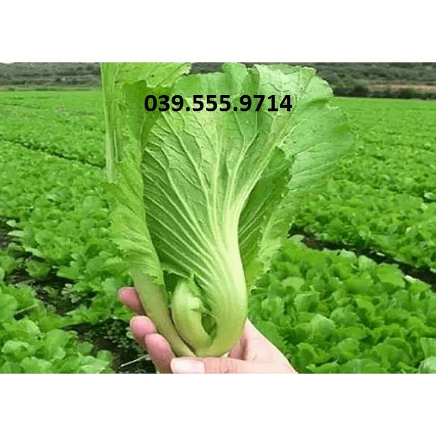 Hạt Giống Cải Bẹ Dưa - 50gam
