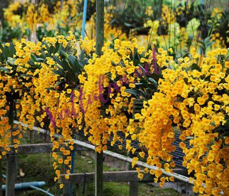 Lan vảy rồng- loại lan rừng cực khoẻ, dễ sống, hoa vàng rực rỡ