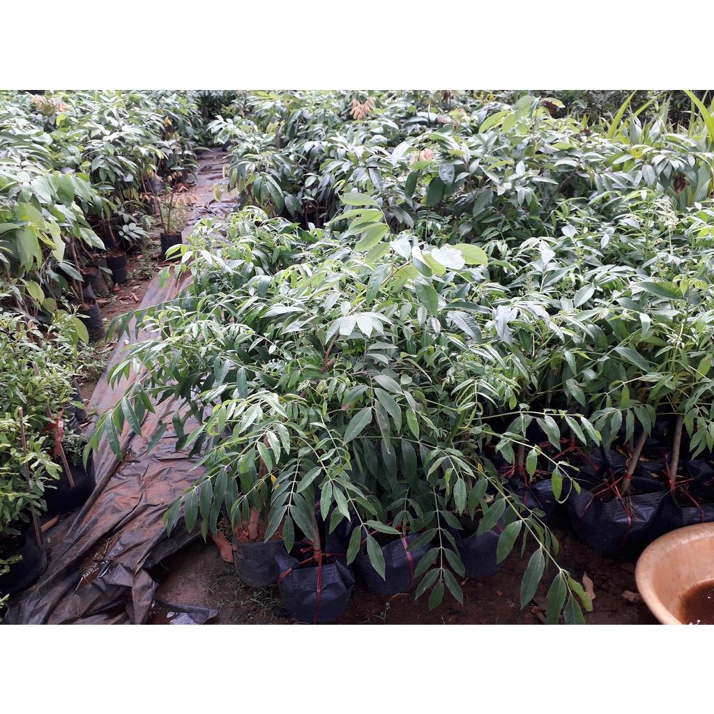 Cây giống CÓC THÁI SIÊU SỚM bầu nhỏ .