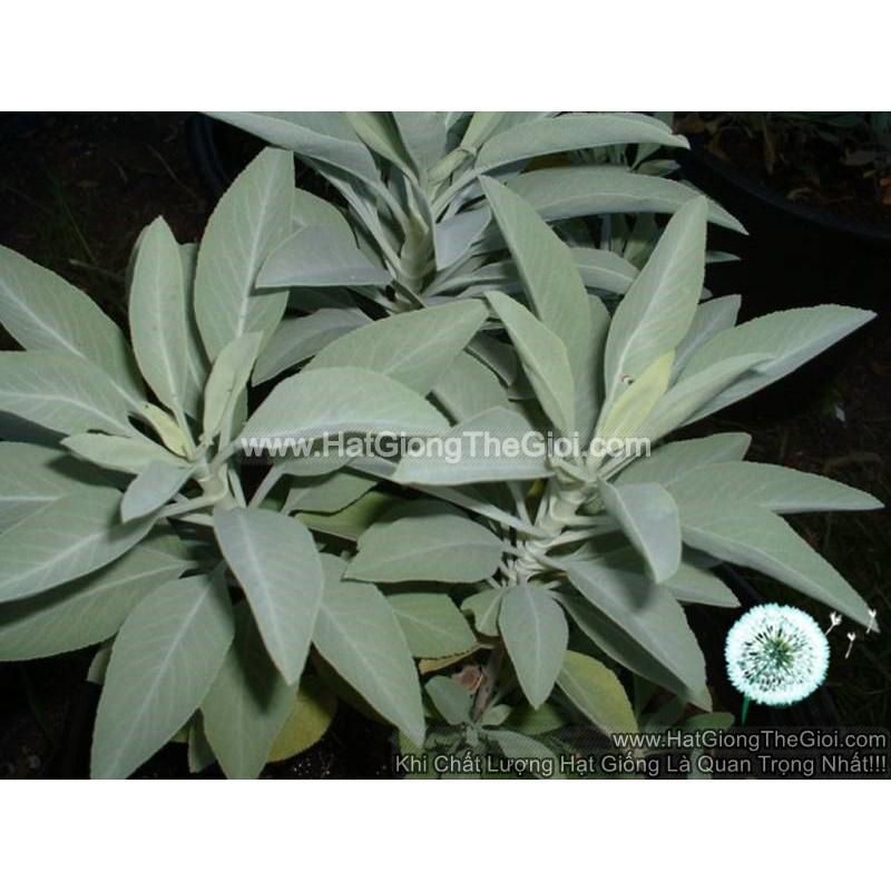 20h Hạt Giống Xô Thơm Sage Trắng Sacred White Sage (B3.103| C25*X55)