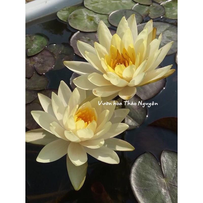 Hoa súng giống màu vàng trắng Đ-03