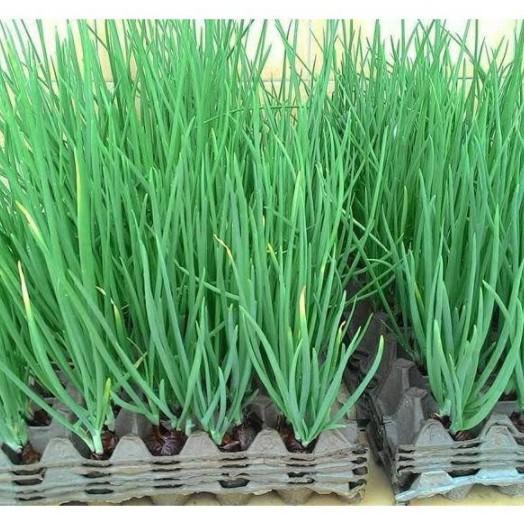 5 gr hạt Hành Hương cao sản