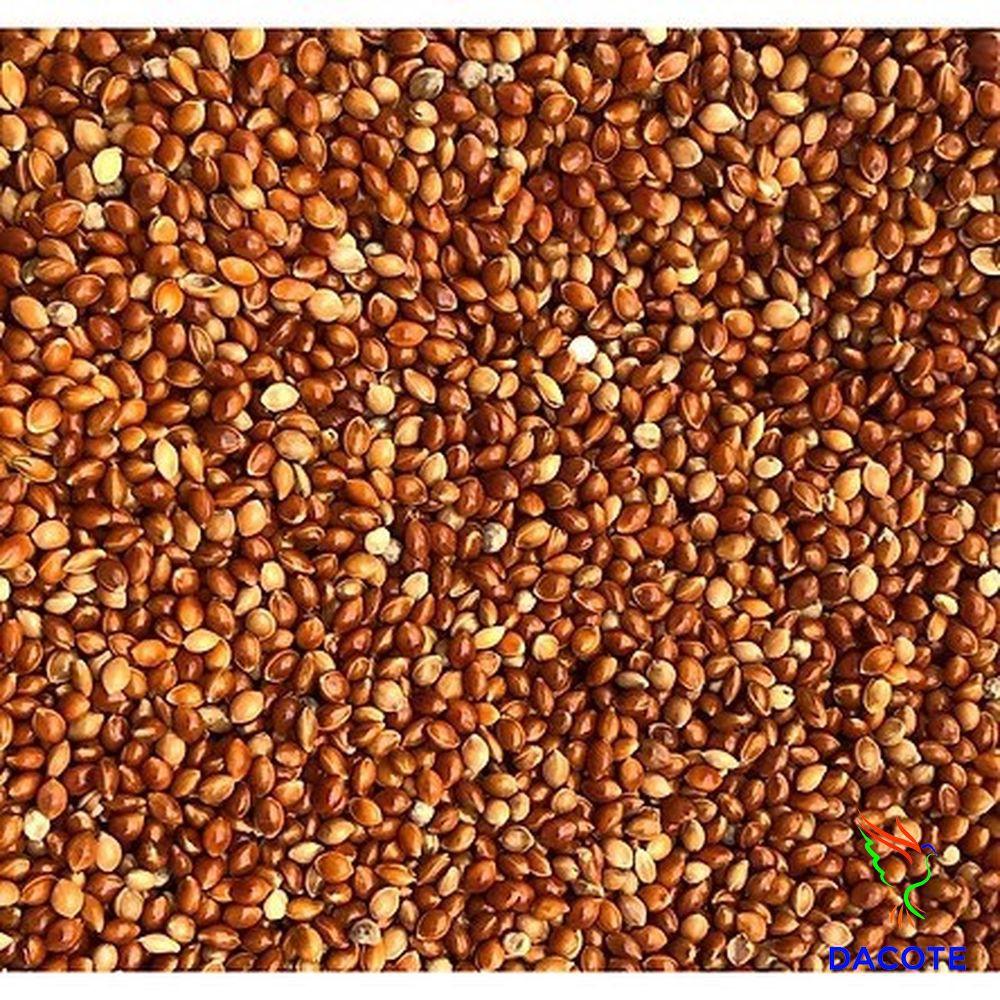 500g Kê đỏ loại to, hạt tròn bóng mẩy cho chim vẹt, sẻ, manh manh nhật, sắc nhật, yến hót, bạc má...