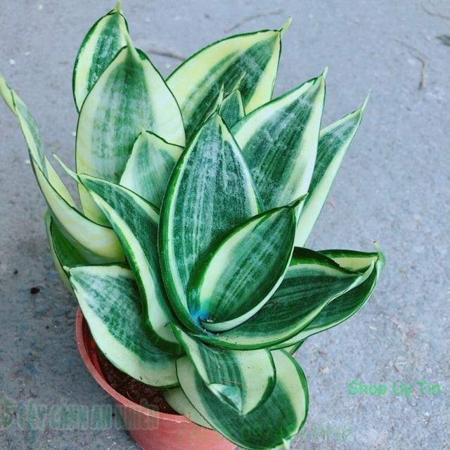 Lưỡi Hổ Thái Vàng