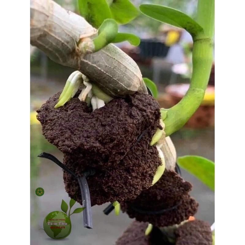 5 Viên Mút Ươm Kie Hữu Cơ Lan Phi Điệp