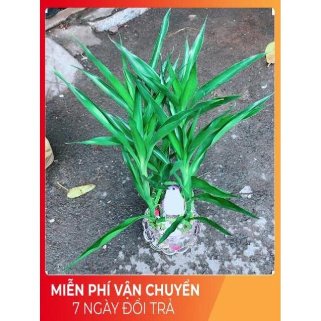 Chậu Cây Phát Tài