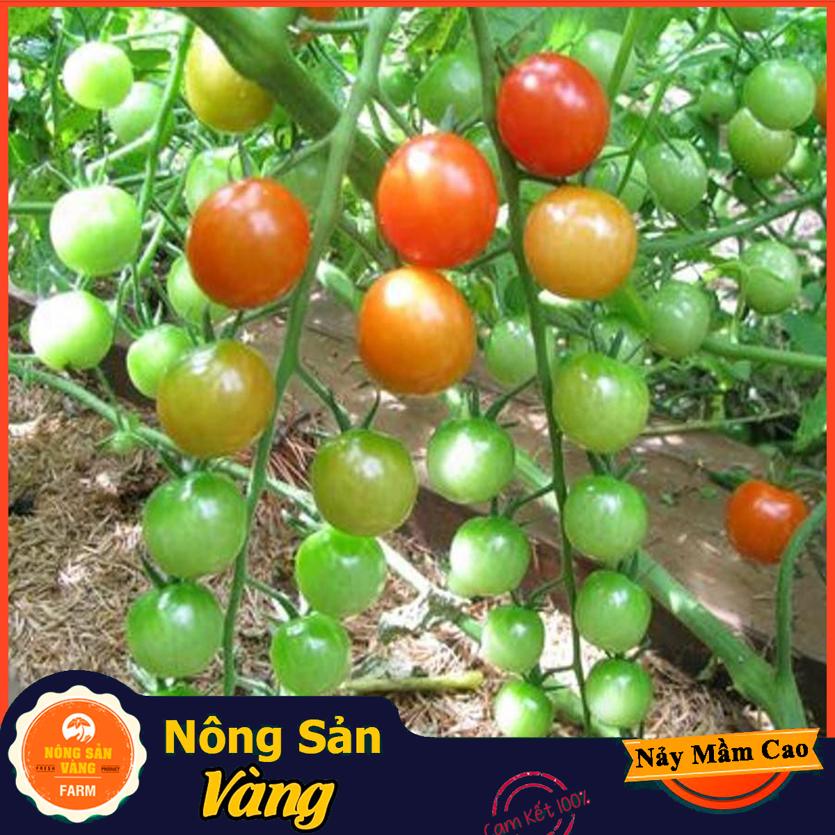 Hạt giống Cà Chua Leo Giàn - Nông Sản Vàng
